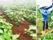 Đắk Lắk: Trồng gai xanh lấy sợi và sản xuất phân bón 